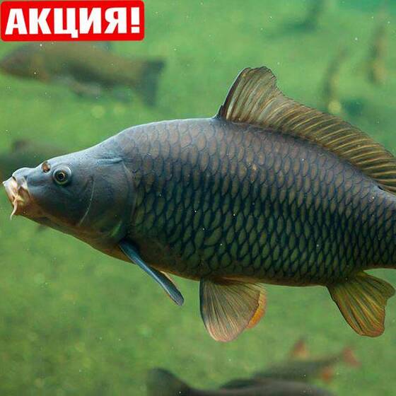 Карп обыкновенный и зеркальный (12-14 см) - сет 35 шт.