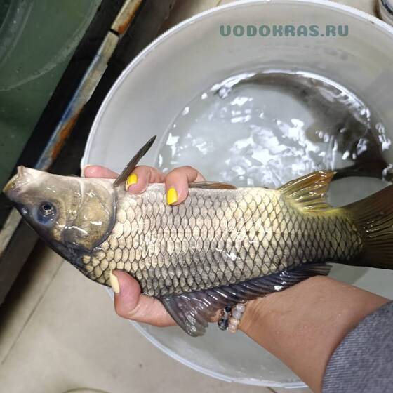 Карп зеркальный и обыкновенный - 25-28 см - сет 3 шт.