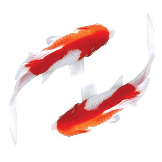 Карп Кои крупный - 30-35 см