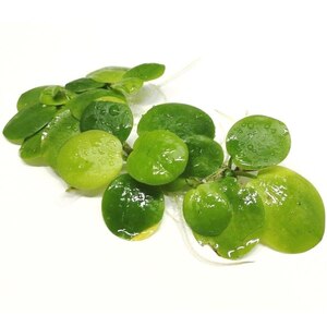 ♻️ Водокрас (Limnobium Laevigatum) - Сет 10 шт.