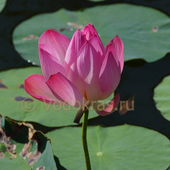 Лотос розовый (Nelumbo pink) клубень - Акция!