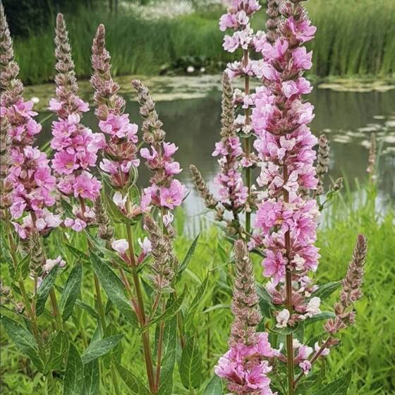 Дербенник иволистный "Lythrum salicaria" - Сет 10 шт.