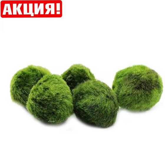 ⚡Японская кладофора "Маримо" (Ø 8-12 см) - Сет 30 шт.