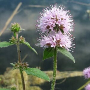 Водная мята "Mentha aquatica" - Сет 20 шт. (Под заказ 3-7 дн)