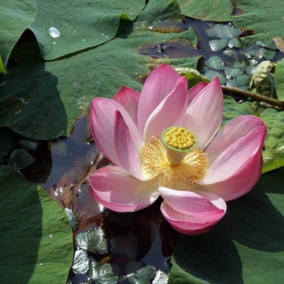 ⚡Лотос (Комарова, Nelumbo komarovii) зимующий - Семена - 3 шт.