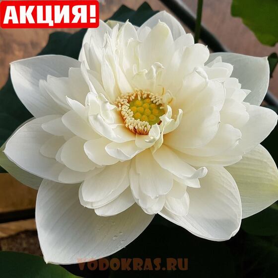 Лотос белый махровый