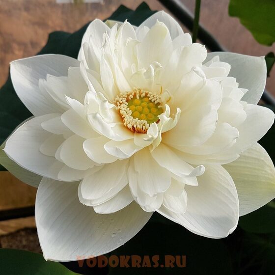 Лотос белый махровый для пруда, вазона