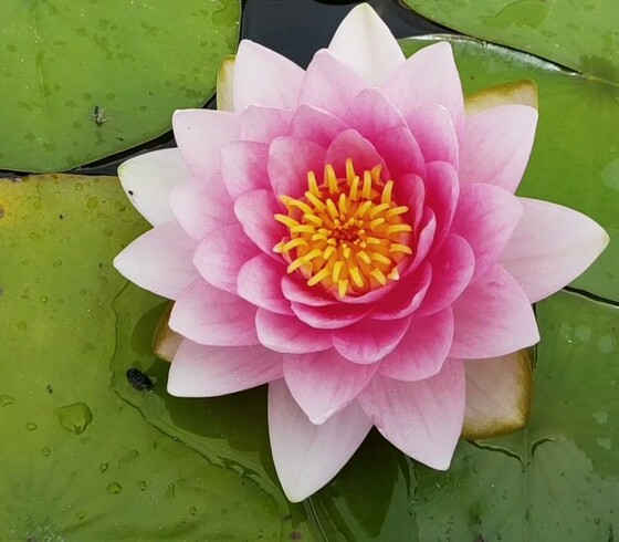 Розовая лилия полумахровая- Nymphaea Fabiola