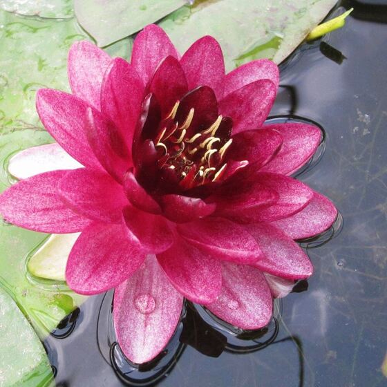 Кувшинка почти чёрная (Nymphaea Almost Black)