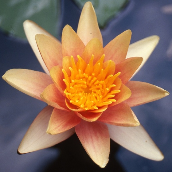 Кувшинка оранжевая (Nymphaea Comanche)