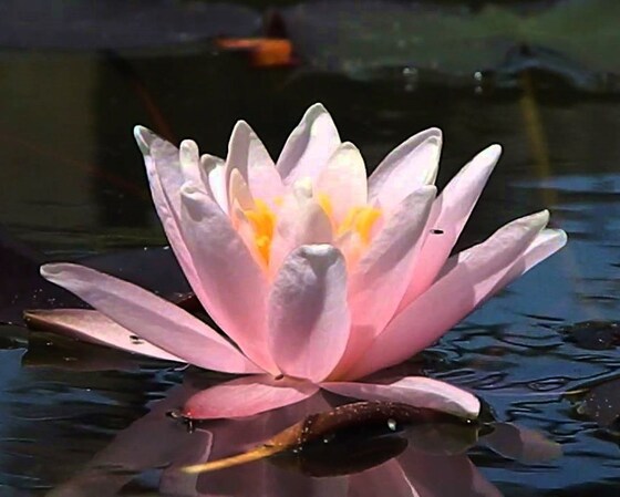 Под заказ - Водная лилия с крупными цветами – Marliacea Rosea
