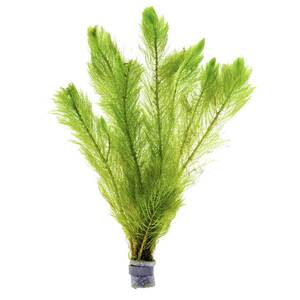 Перистолистник зеленый