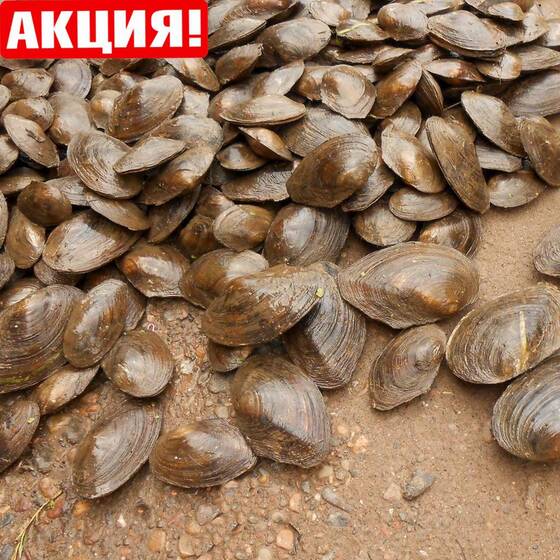 ⚡Перловица (Мидия) средняя (4-8 см) 200 шт.