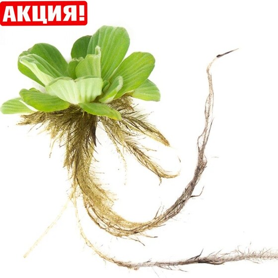 ⚡Водяной салат (водная капуста) - Сет 15 шт.