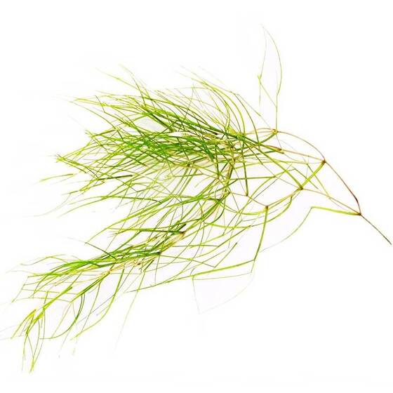 Рдест гребенчатый (Potamogeton pectinatus) - сет 3 шт.