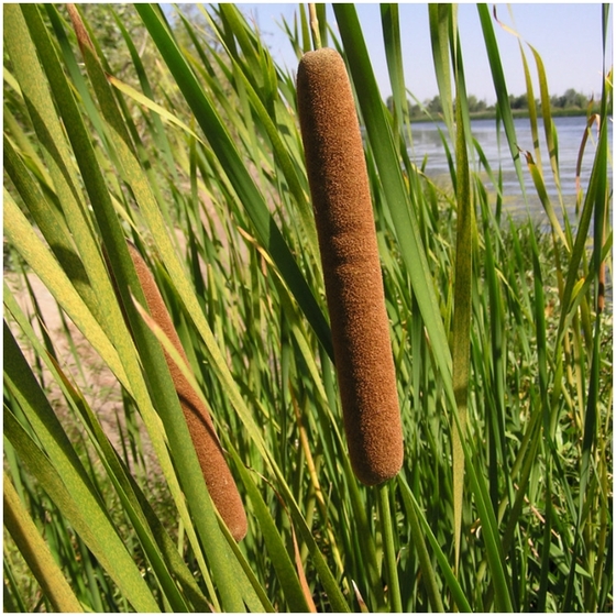 Рогоз узколистный (Typha angustifolia) - Сет 10 шт.