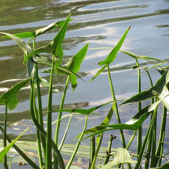 Стрелолист (Sagittaria sagittifolia) - Сет 25 шт. (Под заказ 3-7 дн)