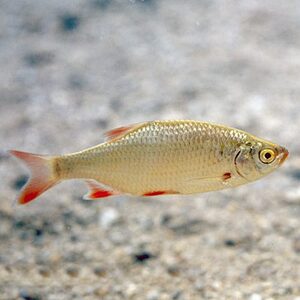 Краснопёрка средняя - 11-14 см - сет 15 шт.