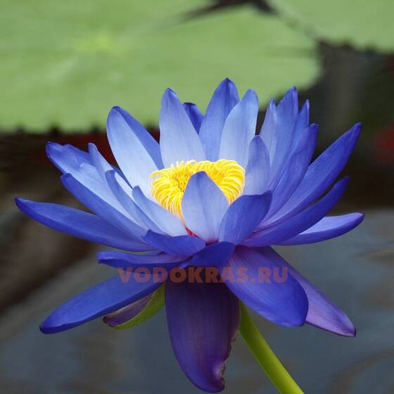 Нимфея для пруда синяя (Sea blue)