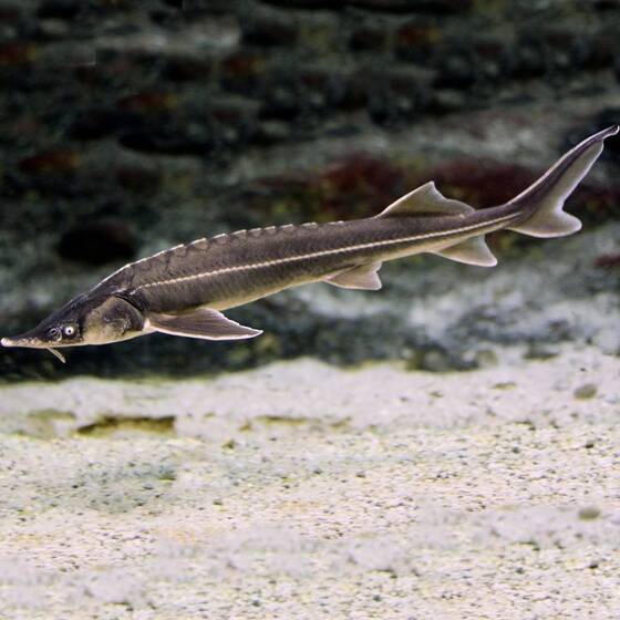 Ленский осётр (20-25 см)