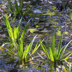 Водная пальма - чистильщик - Сет 10 шт.