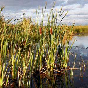 Рогоз широколистный (Typha latifolia)- 20 шт.