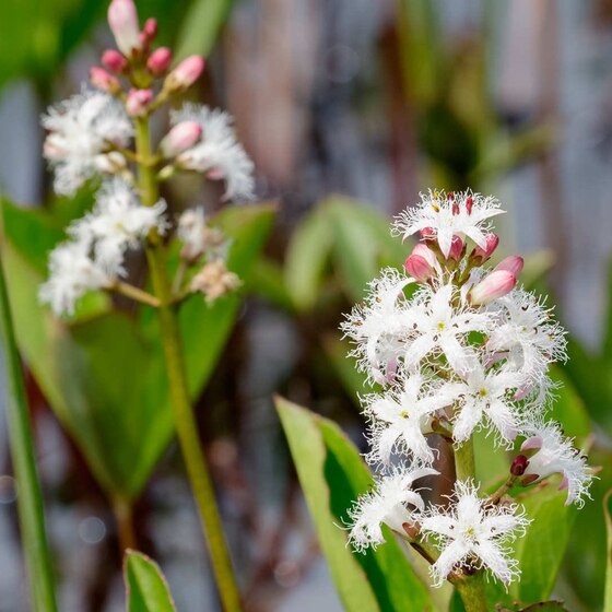 Вахта трёхлистная (Menyanthes trifoliata) - Сет 10 шт. (Под заказ)