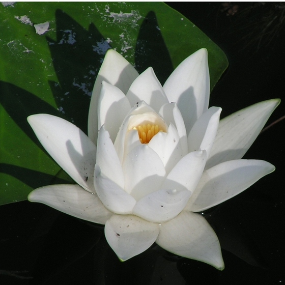 Кувшинка белоснежная Вирджиналис (Nymphaea Virginalis)