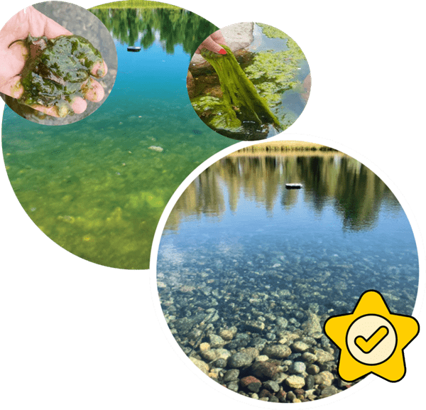Борьба с водорослями и тиной в пруду