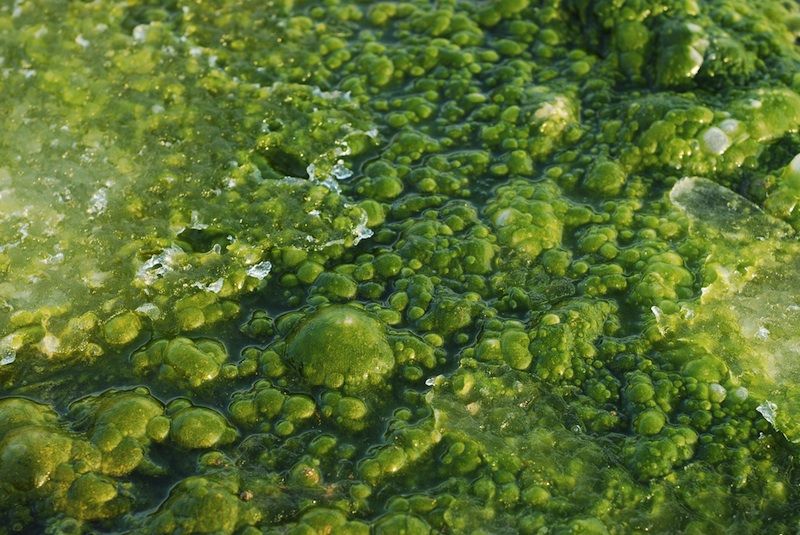 Появились водоросли в пруду