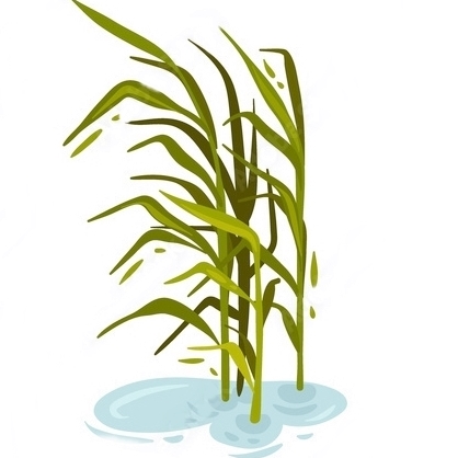 Прибрежные растения купить для озеленения водоёма