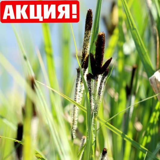 Осока прибрежная "Carex-riparia" - Сет 40 шт. (Под зака 3-7 дн)