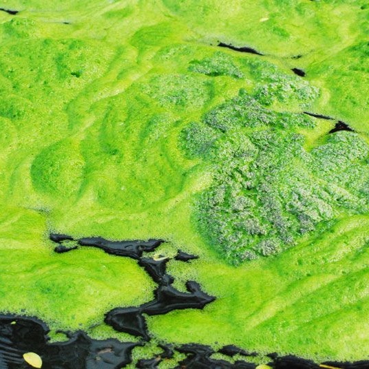 Появились водоросли в пруду, как убрать?