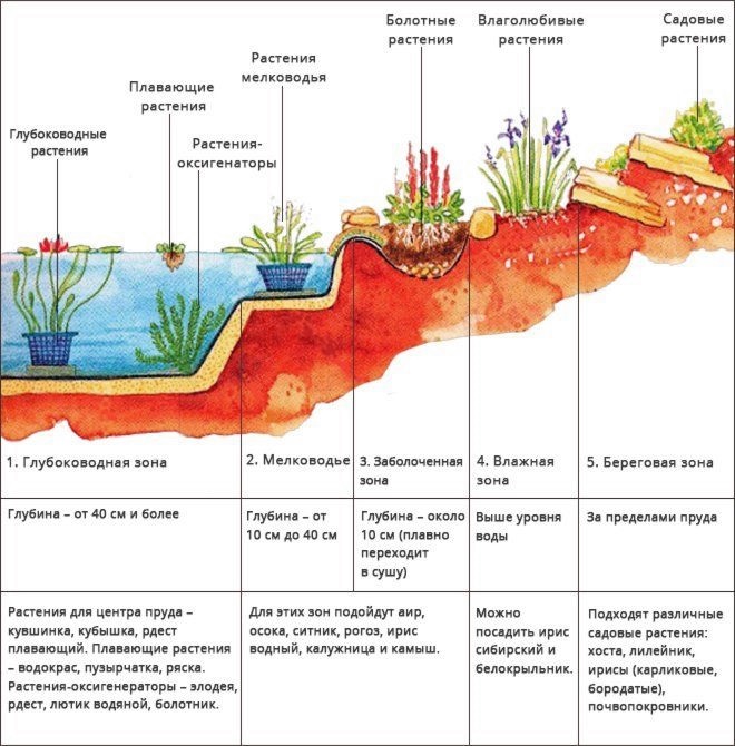 Как сажать водные растения в пруд? Расположение кувшинок водных. прибрежные растения, плавающие и подводные